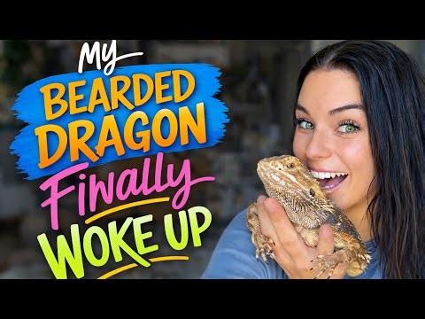 My Bearded Dragon Is Awake After 4 MONTHS!