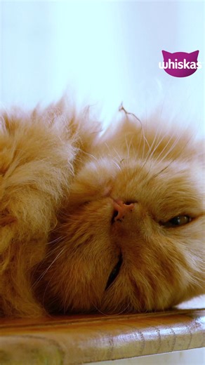 Feed their Purrs with WHISKAS® PERFECT PORTIONS™. A fresh meal for your cat every time. No mess. No leftovers. | Whiskas