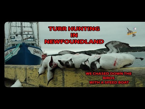TURR HUNTING IS A POPULAR NEWFOUNDLAND SPORT WHICH INVOLVES SHOTING BIRDS, OFTEN FROM A MOVING BOAT