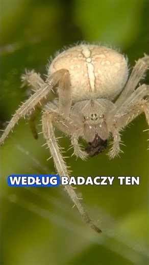 The spider that looks like a parasitic fungus