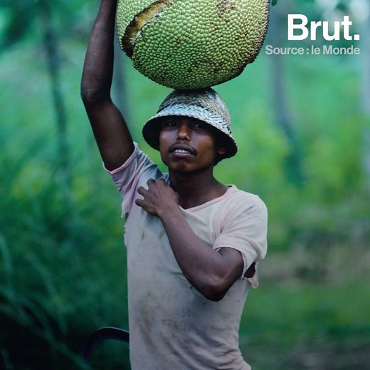 Il est riche en protéines, très nourrissant et sa texture fibreuse ressemble à celle du poulet. C'est le fruit du Jacquier. | Brut nature FR