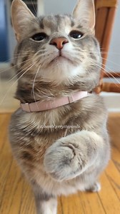 Bambi noises 🩷 . . . . . . . . . #Bambi #BambiStomps #Catwalk #CatASMR #ItGirl #Runway #ChCat #CelebellarHypoplasia #StompyCat | Bambi.Jerrythepanda