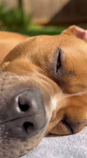 “Tiny Chihuahua Pranks Giant Pitbull 😱🐶 | Epic Backyard Scare!”