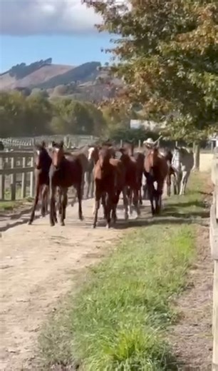 20K views · 279 reactions | Throughbred weanlings going to back to their paddock after branding. | Vicki Wilson | Facebook