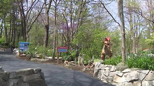 🦖CALLING ALL DINO FANS🦕 Dinoroarus opens to the public at the Saint Louis Zoo on Saturday! There are 16 groupings of animatronic and stationary dinosaurs. All dinos are life size! The T-Rex is 12 feet tall. There are 2 dinosaurs at the exhibit that spit at you... you’ve been warned. Dana Dean says the exhibit is so cool and can’t wait to take her kids! It costs $5.95 per person for ages 2 and up. Buy tickets at the entrance to Dinoroarus (in the space that was the children’s zoo). | Show Me St