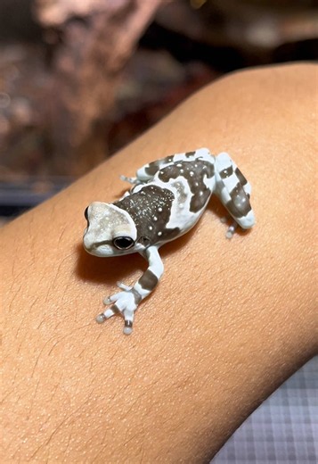 Amazon Milk Frog Care Guide