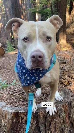 Glow up. 🌟In March 2020 I was adopted from a shelter as an underweight 5 yr old pup and now I am living the best life full of adventures, treats and love. ......#pitbull #pitbullso#945 | The Pit bull