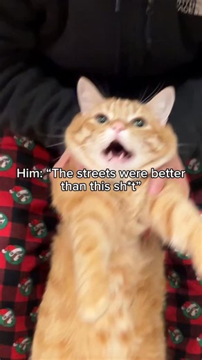 Dio on Instagram: "Follow @kitty.dio to free him"