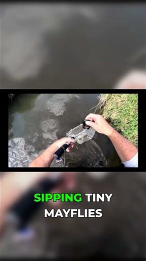 Trout Diet Shift: From Bugs to Big Meals for Monsters!