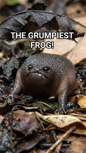 The World’s Angriest Potato: The Black Rain Frog #blackrainfrog #funnyanimals #naturelsawesome