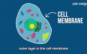 CELL SONG魔性细胞构造歌曲