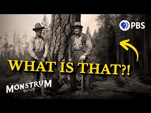 Why Lumberjacks Never Look Behind Them