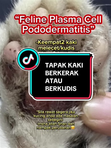 “Feline Plasma Cell Pododermatitis”- tapak kaki berkerak/kudis/bernanah/melecet/ luka berdarah, jalan terhincut2, sering jilat tapak kaki, ada kesan darah pada lantai, tak banyak bergerak. Jika ada simptom2 yg dinyatakan segera cek & bawa ke klinik segera ok😉👌 #drzuradiamond #fyp #fypシ #pets #pencintakucing #catsoftiktok
