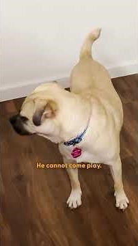 Sad Bald Dog Turns Into The Fuzziest Teddy Bear | The Dodo