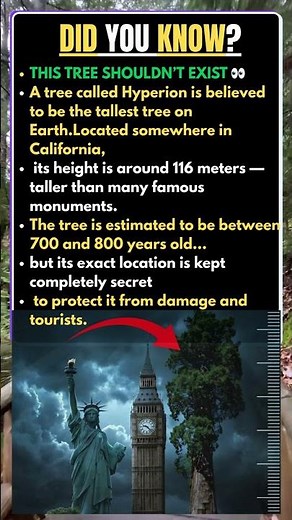 The World’s Tallest Tree Is Hidden 👀 #history