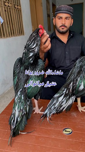 90 Hazariya Blood Line | Ateeq Mianwali Sale point