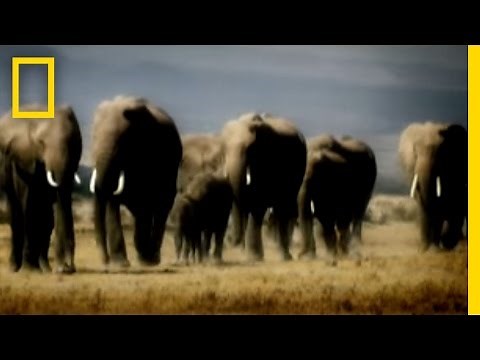 Revenge of the Elephants | National Geographic