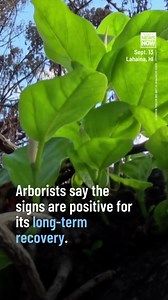 256K views · 22K reactions | Another sign of life for the historic Lahaina banyan tree: Recent video shows a group of new leaves sprouting amid the charred foliage. MORE: https://buff.ly/3Zl0DHR #HINews #HNN | Hawaii News Now | Facebook