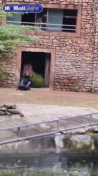 Terrifying moment zookeeper flees from angry hippo at Chinese zoo