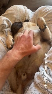 22K views · 856 reactions | Professional napping is no easy job, it takes dedication, concentration, and for everyone to shut-up-ation so I can do my job… #Pug #PugLife #DailyFloof #ProfessionalNapper | Winston The Pug | Facebook