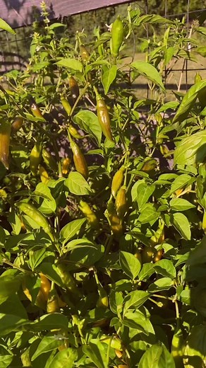 Lemon Drop Peppers: Spicy and Lemony Garden Must-Haves