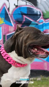 2.2K views · 52 reactions | Every big dog chain tells a story  茶 Lifetime Warranty⁠⁠  Patented Designs⁠⁠  Free Resizing⁠⁠  Free US/CAN Shipping⁠⁠  Made in Canada⁠⁠  Interest-Free Financing Available⁠⁠  bigdogchains.com | Big Dog Chains | Facebook