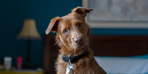 Meet the smart camera that babysits your pet, talks back and gives daily 'report cards'