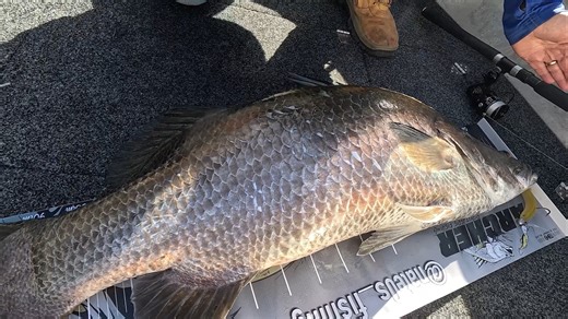 Tackling Australia takes us through the technique known as 'strolling'. It's a subtle technique and can be super effective when targeting barramundi, bass or other species. The guys head off to an impoundment chasing barra to see what all the fuss is about and let's just say the results speak for themselves 💪 Have you given strolling a go? | BCF - Boating, Camping, Fishing