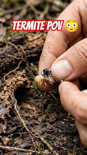 Micro Camera on Termite – Inside Massive Underground Colony POV! 😱🐜 #shorts