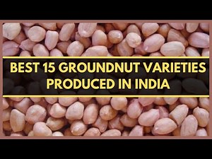 BEST 15 GROUNDNUT VARIETIES PRODUCED IN INDIA | TYPES OF GROUNDNUT |PEANUT TYPES| मूंगफली की किस्में