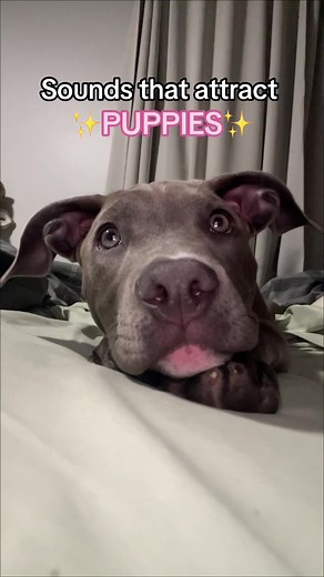 Sounds that Attract Dogs | Funny Reactions and Responses from Puppies