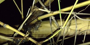 Coqui frog infestation a big problem on Maui — that's keeping people up at night