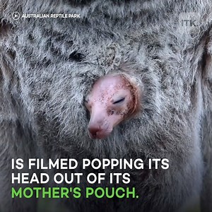 138K views · 188 reactions | Watch as Kangaroo Joey catches its first glimpse of the world from mother Ollie's pouch  輦 | Yahoo Australia | Facebook