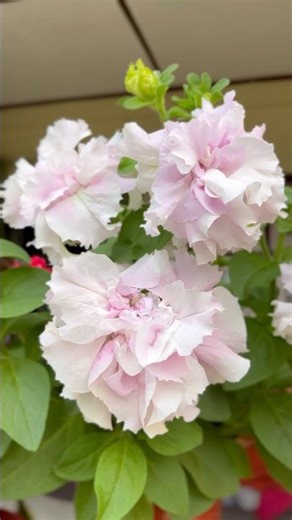 Beautiful Flowers 🌸 | Nature Beauty | Relaxing Flower Video