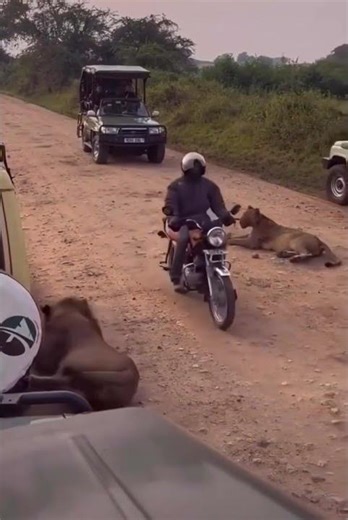 A brave motorcycle rider passes between lions 🦁 during game drive in the game park Uganda