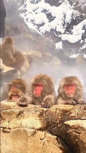 The Jigokudani Wild Snow Monkey Park Nagano Japan
