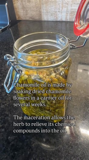 How to make chamomile infused oil. Recipe at the end of the video. Save for later. #chamomileoil | Bamglam training