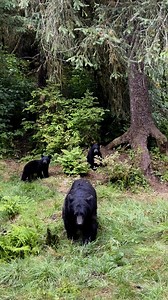 Anan, Tonga’s National Forest, Wrangell,Alaska. #Alaska #visitalaska #wrangell #bears #anan #tongass #naturelover | Niebrugge Images