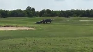 A Massive alligator took a stroll on the Buffalo Creek Golf Course this past week while making his way to the lake beside. According to the staff and locals, the 15 foot gator is like a mascot for the course and attracts many golfers. Would you golf there? :) | Chronogolf by Lightspeed