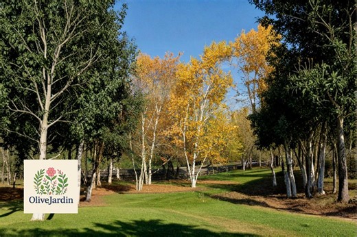 50 Paper Birch Seeds – Betula Papyrifera Tree – Ornamental Landscape Tree Seeds - Etsy