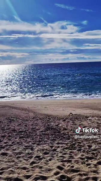 Fred Pugliesi sur TikTok