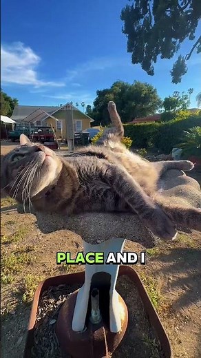 😹 Your Cat Sleeps Like THIS... And Science Finally Knows Why #shorts