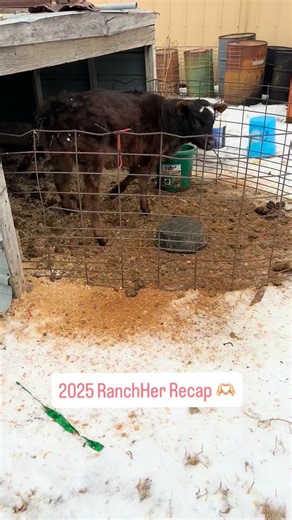 2025 you’ve been a whirlwind.. ••• Started the year refusing to make goals but just survive… •••• It’s been a whirlwind and watching this video makes me so grateful for how we rolled through 2025. ••• Thank you God for a husband with patience and who believes in me (at times because I’m his only option 😂😉) Thank you God for the two humans who call me mom Thank you God for continuing to show your blessings amongst the uncertainty ••• Here we go 2026 • • • #ranchwife #ranchlife #westernstyle #fa