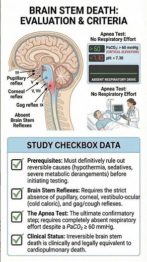 Brain Stem Death