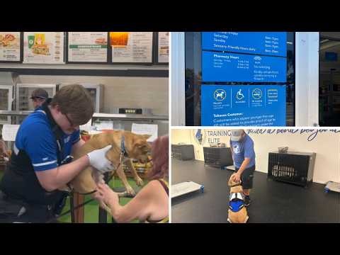 5 people injured after dog fight inside Walmart in Palm Harbor: PCSO