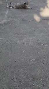 4.5K views · 349 reactions | Prissy girl | Precious and Pootie's fur baby adventures | Facebook