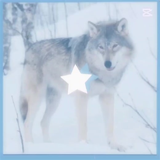 wolf edit #fyp #wolf #wolfedit #edit