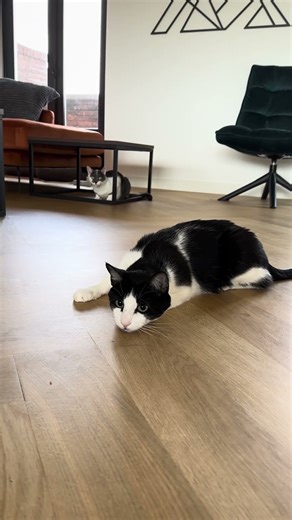 Fonzie Focus on Elastic Catch