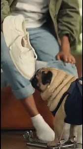 47 reactions | Shoe Store Assistant Pug | Grace Farm Senior Pug Sanctuary | Facebook