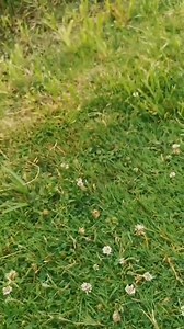 19K views · 808 reactions | Cootling Rescue. I feed this Coot family...